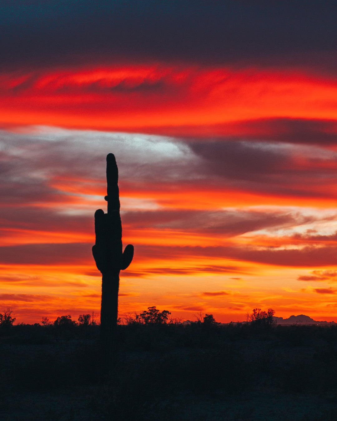 Infusions & Extractions